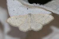 Idaea straminata