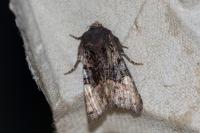 Euplexia lucipara