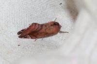 Cosmia pyralina