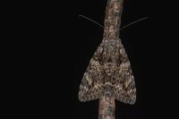 Catocala promissa