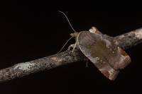 Noctua janthe/janthina