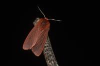 Phragmatobia fuliginosa