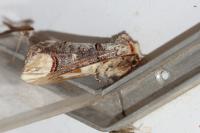 Phalera bucephala