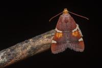 Pyralis regalis