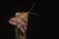Pyrausta sanguinalis