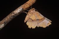 Selenia lunularia