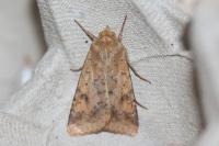 Helicoverpa armigera