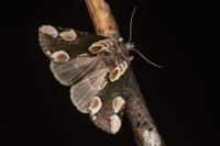 Thyatira batis
