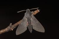 Hyles vespertilio