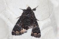 Catephia alchymista