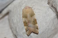 Noctua fimbriata/tirrenica