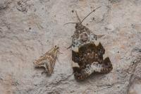 Acontia lucida