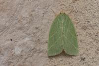 Bena bicolorana