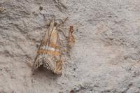 Euchromius anapiellus