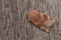 Noctua fimbriata/tirrenica
