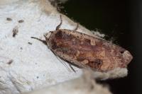 Noctua pronuba