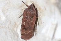 Noctua pronuba