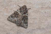 Hecatera dysodea