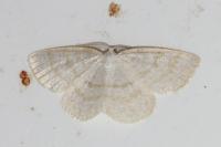 Cabera exanthemata