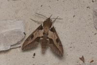Hyles nicaea