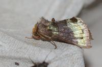 Diachrysia chrysitis