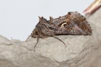 Autographa gamma
