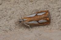 Catoptria pinella