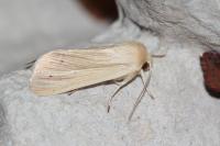 Mythimna pallens