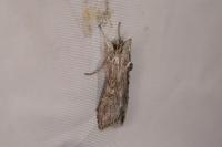 Cucullia gnaphalii