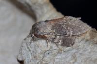 Stauropus fagi