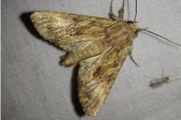 Apamea syriaca