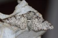 Biston betularia