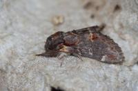 Notodonta dromedarius