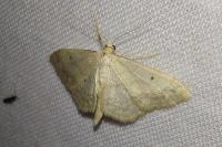 Idaea biselata
