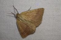 Aplasta ononaria