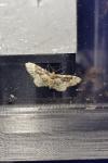 Idaea rusticata