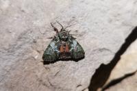 Polyphaenis sericata