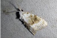Meganola albula