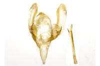 Meganola albula
