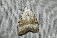 Nola aerugula