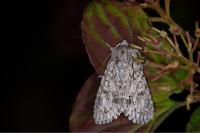 Acronicta aceris