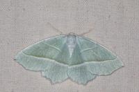 Campaea margaritaria