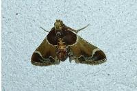 Pyralis farinalis