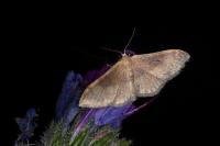Idaea degeneraria