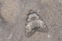 Meganola strigula