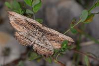 Menophra nycthemeraria