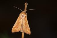 Mythimna vitellina