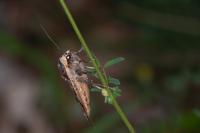 Noctua pronuba