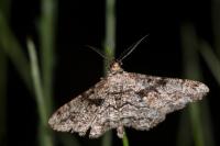 Peribatodes umbraria umbraria