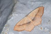 Scopula imitaria